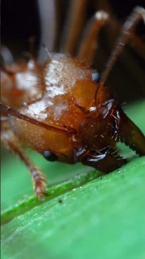 How Leafcutter Ants Work