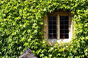 Le lierre est la plante idéale pour couvrir un mur ou une clôture. Il pousse vite et est très résistant. Trop résistant d'après Solange de Saint Priest des Champs!! Alors comment s'en débarrasser? La réponse d'Yves Benoit, expert jardin de France Bleu Pays d'Auvergne. Posez, vous aussi, vos questions jardin, le samedi entre 9h et 10h ou à tout moment sur notre site internet: https://www.francebleu.fr/emissions/les-experts-jardin/pays-d-auvergne | ici Pays d'Auvergne