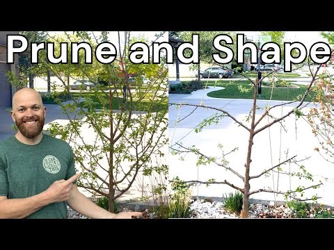 How to Prune a Young Apple Tree | Years 2-5