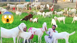 3.6K views · 506 reactions | Sajawal Goat Farm on Reels | Facebook