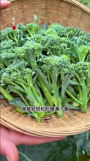 Easiest Way to Grow Tender Broccoli Sprouts at Home