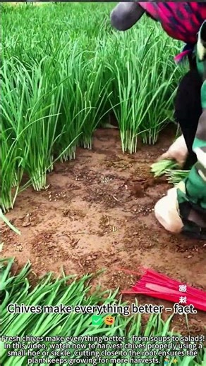 Harvesting chives – cut close to the root! 🔪🌱