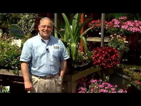 Addressing disease in amaryllis plants