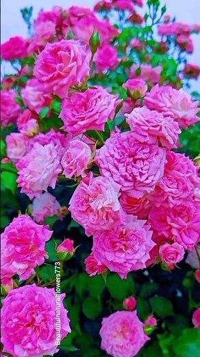 “Rose Paradise 🌹| Beautiful Flower Scenery (Ultra HD)”