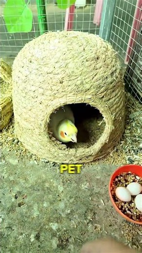 He Put These Eggs In A Parrot Cage And This Happened! 🦜✨