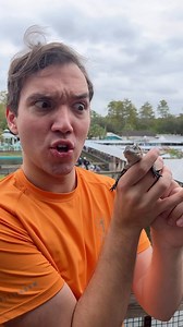 *danger bebe* I feel like at @robertirwinphotography #babyanimal #bebe #babygator #alligator #blippi | Clayton Grimm
