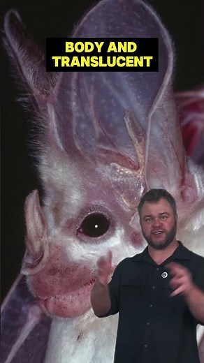 Australia's Real Ghost Animal Revealed!