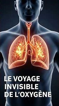 Comment l’Oxygène Entre dans le Sang | Le Voyage Invisible de la Vie