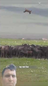 Buffaloes taught a lesson to the lion #short #animals #buffalo #lion #viral #trending