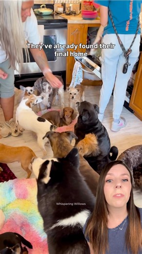 479K views · 39K reactions | Whispering Willows Senior Dog Sanctuary gives senior dogs a peaceful final chapter filled with love.  Founded by Valerie Reid the sanctuary has brought peace to over 2,700 dogs who would otherwise be overlooked.   Whispering Willows Senior Dog Sanctuary, Inc. �#dogs #dog #seniordog #dogsanctuary #animals #goodnews #fblifestyle | That Good News Girl | Facebook