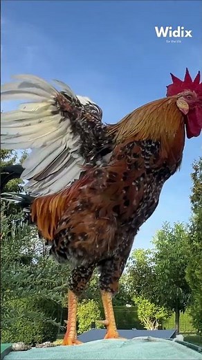 Why do ROOSTERS crow in the morning? 🐓 (The Truth)