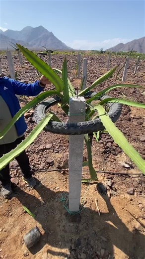 Manejo Agronómico de la Pitahaya: Formación y Técnicas