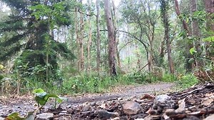 Running through the jungle! Fighters Worldwide Clothing #mma #roadwork #brisbane #queensland #stayingready | Ben Nguyen