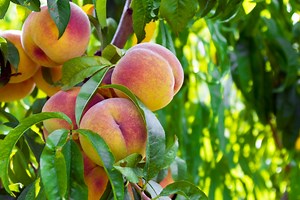 No peaches or apricots? Blame the Northeast's warm, wacky winter.