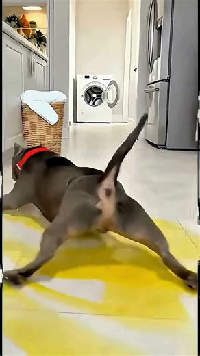 Rottweiler Construction Worker & Singing Chihuahua! Funniest Viral Moments 🚧🎤😂