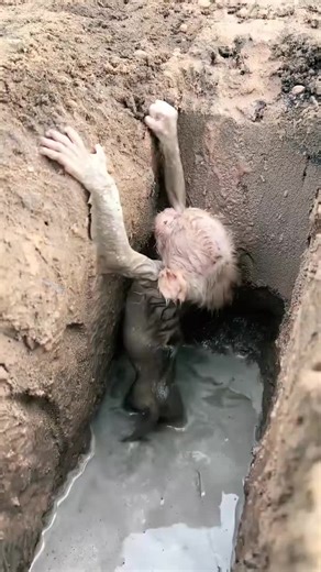 monkey madness (@monkey.madness3)’s videos with original sound - monkey madness