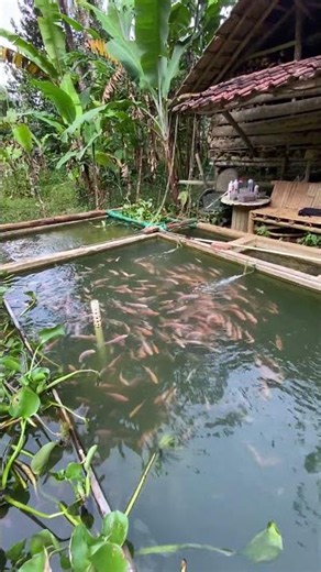 Tempat melepas penat, kolam ikan di belakang rumah🐟✨