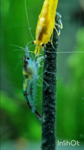 Která je hezčí? 💛 nebo 💙#krevetky #shrimptank #aquarium #shrimp #aquariumlife