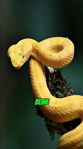 How legless snakes climb trees 🐍🌳