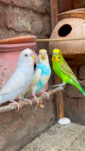 Beautiful Budgies Aviary Sounds 🐦🎶 #shorts #budgies #birds
