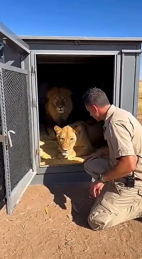 How to Unload LIONS #wildlife #animal #fun | Earth Echo Animals