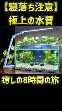 【8時間26分】釣りに行けない日の癒やしASMR｜心が整う水中世界・水槽の水音とネオンテトラ カージナルテトラ【睡眠用・作業用BGM】 #shorts