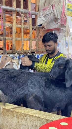 How to Process Goat For Fresh Meat #cookingdeals #naturalremedies #easterfood