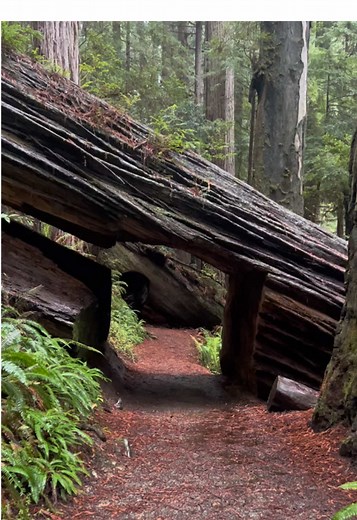 Explore the Karl Knapp Trail in Prairie Creek Redwoods