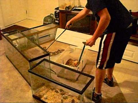 Good first pet venomous snake part one.