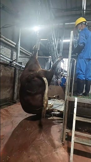 Humane Slaughter: How a Captive Bolt Stunner Works in a Modern Facility 👀