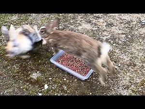 Fierce rabbit fight | Scream / Squeal