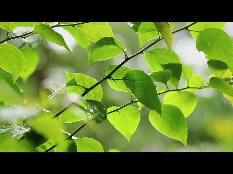 Long Road • Relaxing Piano Music & Soft Rain Sounds for Sleep, Focus, Studying or Relaxation