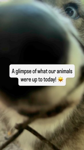 Here’s what some of our animals were up to on this hot, Florida day! ☀️🌴 #shywolf #WolfDog #shywolfsanctuary #racoons #southwestflorida #animal #lover #animallover #south #florida #southflorida | Shy Wolf Sanctuary