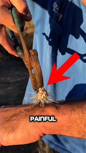 What Happened to Jumping Cactus?🌵