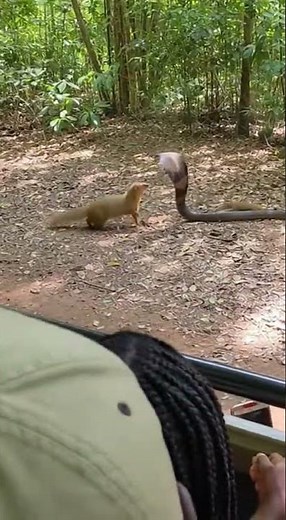 “King Cobra vs Mongoose – Who Wins? Jaw-Dropping Safari Fight Filmed Live!” #animals