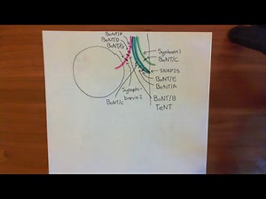 Botulinum Toxin Mechanism Part 4