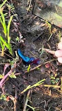 Rescuing beautiful betta fish from mud water #bettafish #rescue #satisfying