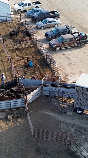 1.1M views · 32K reactions | Lease bulls heading across the country. Our Bull Leasing Program takes the stress out of bull ownership. Healthy, sound genetics, and ready to work. We are committed to quality and your success. Raised in South Dakota. Working Nationwide. Learn more at: www.jorgensenfarms.com | Jorgensen Land & Cattle | Facebook