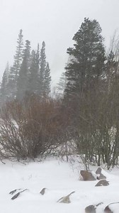 And here’s Twin Lakes today! It’s snowing all over Mono County! Please check weather and road conditions if you're traveling through the very snowy Sierra. | Mono County Tourism