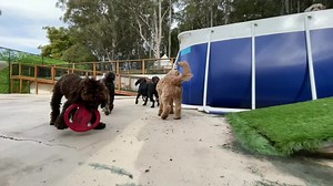 Spartacus the Vizsla has perfected his signature 360 dive now. They’re sky high, effortless and like a ballerina. Annabelle has graduated from belly flops to ginormous vertical leaps into the air like a kangaroo. Luna the Kelpie launches like a rocket towards the back of the pool. And Bandit the Boxer. Well he’s all about precision. But it’s Loki the Golden Retriever that snipes the lure and uses his weight to pull straight in ol’ Uncle Luke! Ooooooh weeeeeeee! It’s cold! Off to the heated pool!