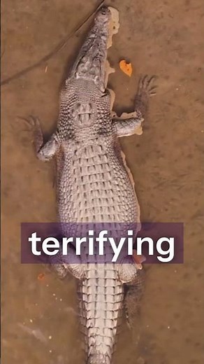 The Real King of the Swamp 😳 | Saltwater Crocodile Facts