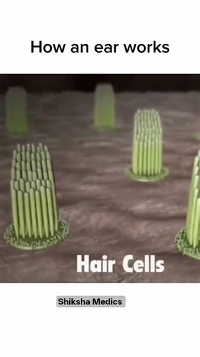 How an ear Works