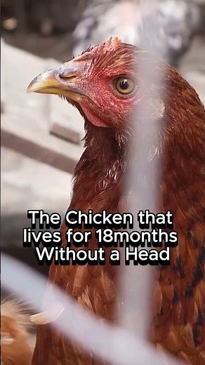 The Chicken That Lived 18 Months Without a Head #facts #history #creepy