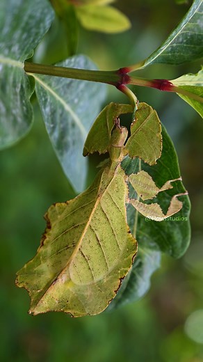 Leaf Insect Phyllium westwoodii Wincent rxczF #nature #wildlife #insects | HAWI Studios