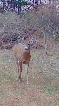 OHIO BUCKS RUTTING ‪@OHIOWILDLIFEDAILY‬