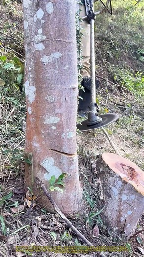 「丸鋸の唸り」：森の声を切り取る瞬間—— 木の命と人の技術の狭間で