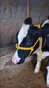Make Your Own Cow Halter with Rope! 🐄🔥