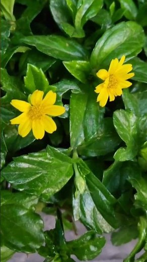 Bright Yellow Wedelia Flower 🌼 | Nature’s Golden Carpet #Shorts #ytshorts