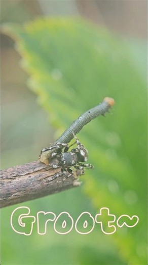 Oreo jumping spider meets a caterpillar #insects #jumpingspider #caterpillar #oreo