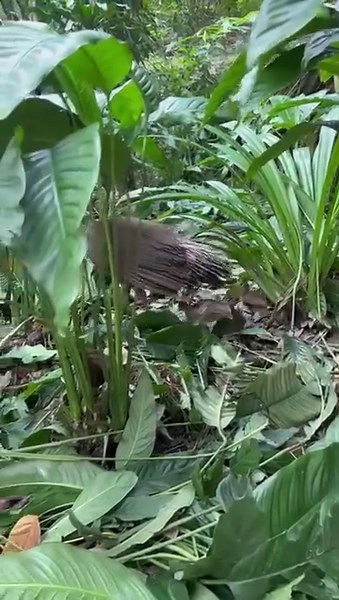 20 reactions | The peahen (female peafowl) raises the chicks on her own. Have you ever seen the little ones? Visit us now! | KL Bird Park | Facebook